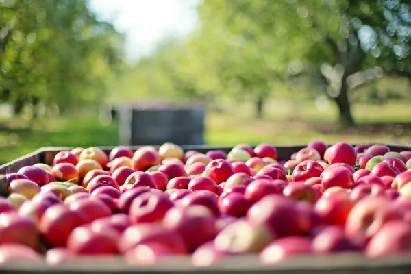 From Farm to High Chair: Embracing local and organic for our little ones