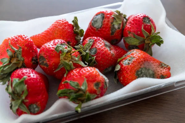 Food Prevention Serie: Debunking Myths About Mold in Foods